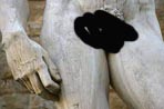  penis 